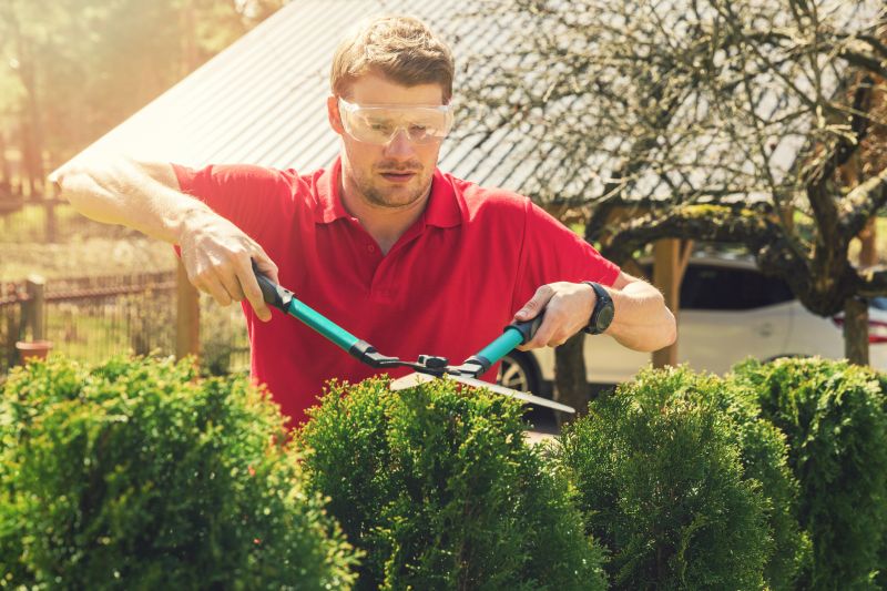 Evergreen Shrub Pruning