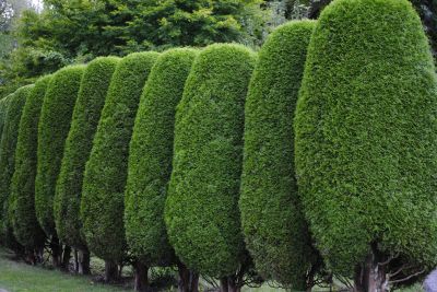 Evergreen Shrub Pruning