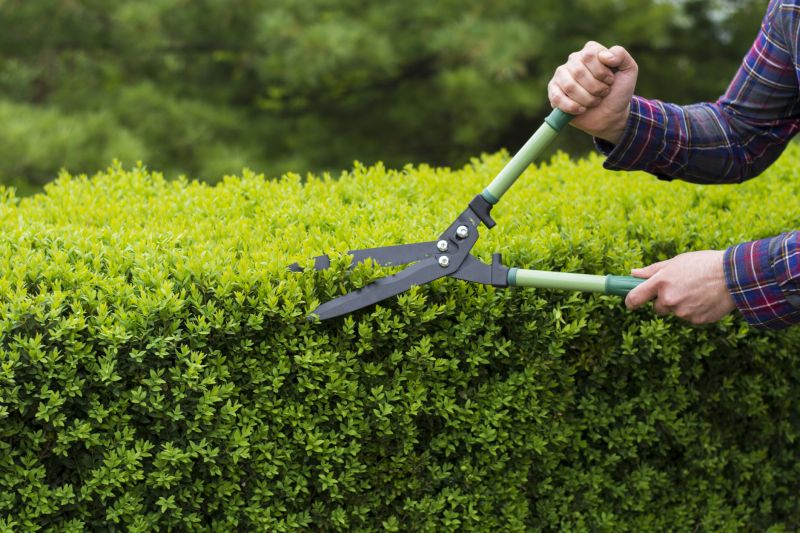 Evergreen Shrub Pruning