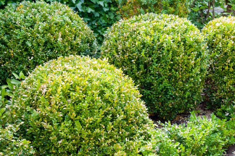 Healthy Evergreen Shrubs