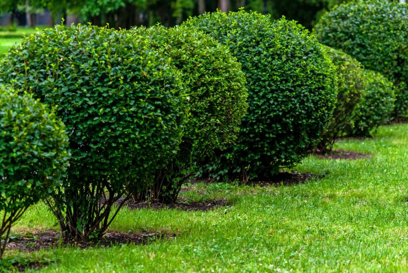 Pruned Evergreen Shrubs