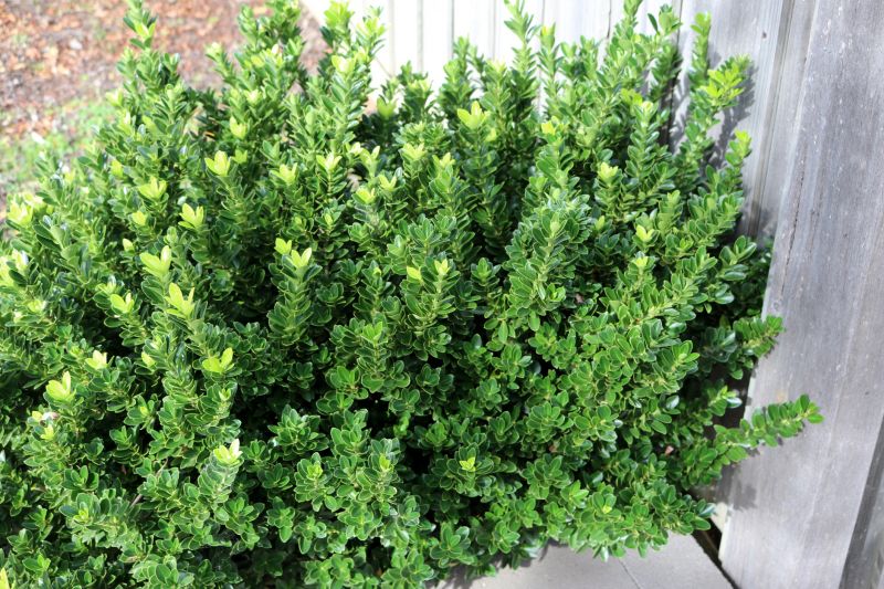 Trimmed Boxwood Hedge